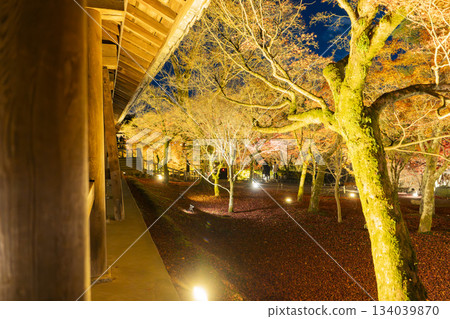 Tofukuji Temple in late autumn, illuminated Tsutenkyo Bridge, Kyoto City, Kyoto Prefecture Tofukuji Temple in late autumn, illuminated Tsutenkyo Bridge, Kyoto City, Kyoto Prefecture 134039870