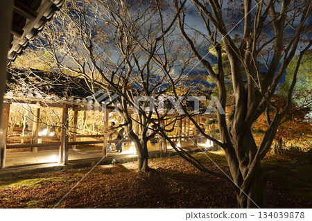 Tofukuji Temple in late autumn, illuminated Tsutenkyo Bridge, Kyoto City, Kyoto Prefecture 134039878