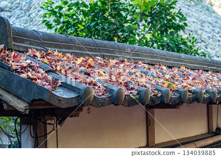 鋪著瓦片的屋頂上覆蓋著落下的楓葉。 134039885