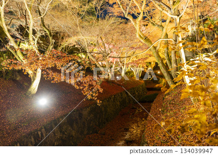 京都府京都市東福寺深秋時節，燈光璀璨的庭園。 134039947