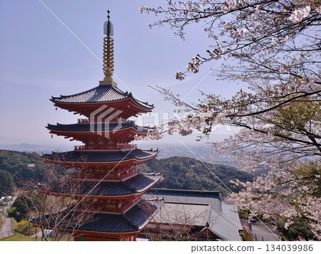 Honpukuji Temple, Kiyama Town: Five-story pagoda with cherry blossoms in full bloom Honpukuji Temple, Kiyama Town: Five-story pagoda with cherry blossoms in full bloom 134039986