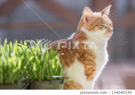 A cat that sleeps in the sun 134040140