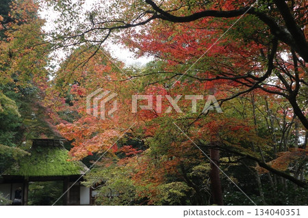 Walking around Kyoto's Honen-in Temple on the Philosopher's Path surrounded by autumn leaves 134040351