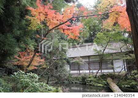Walking around Kyoto's Honen-in Temple on the Philosopher's Path surrounded by autumn leaves 134040354