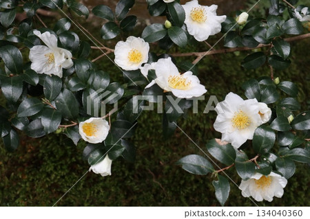 Walking around Kyoto's Honen-in Temple on the Philosopher's Path surrounded by autumn leaves Walking around Kyoto's Honen-in Temple on the Philosopher's Path surrounded by autumn leaves 134040360