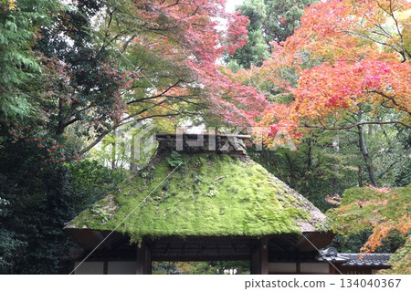 漫步在京都法然院的哲學之道上，周圍環繞著秋葉。 134040367