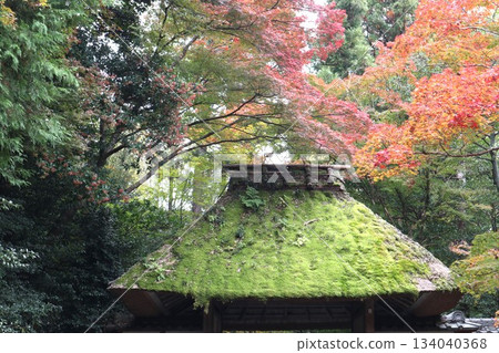 漫步在京都法然院的哲學之道上，周圍環繞著秋葉。 134040368