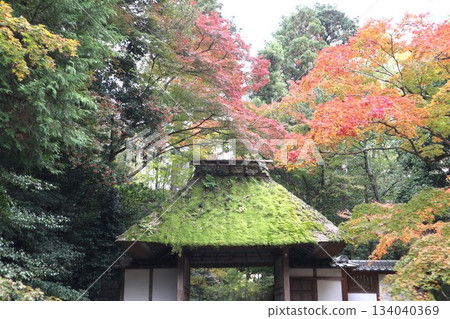 漫步在京都法然院的哲學之道上，周圍環繞著秋葉。 134040369