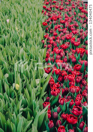Vivid flowers in greenhouse setting, Early buds and blooming flowers under gentle light, Vibrant seasonal nursery showcasing emerging buds and fully blossomed flowers illuminated softly 134040475