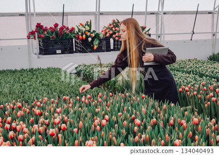 Young female worker assesses tulip stems for consistency in greenhouse setting, Young woman meticulously inspects tulip petals and stems to maintain high quality standards Young female worker assesses tulip stems for consistency in greenhouse setting, Young woman meticulously inspects tulip petals and stems to maintain high quality standards 134040493