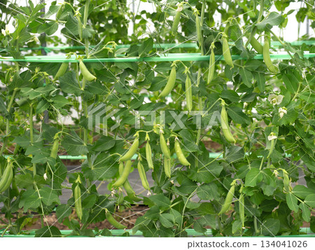 Cultivation of snap peas Cultivation of snap peas 134041026