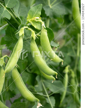 豌豆的栽培 134041027