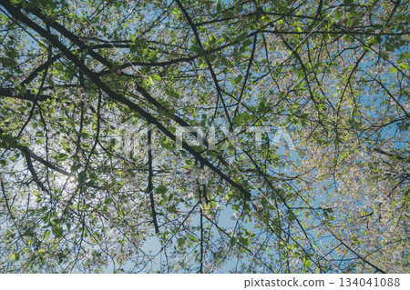 櫻花 櫻 賞櫻 134041088