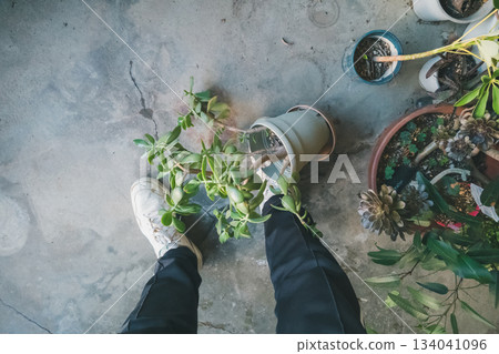 potted plants, potted plant, flower 134041096