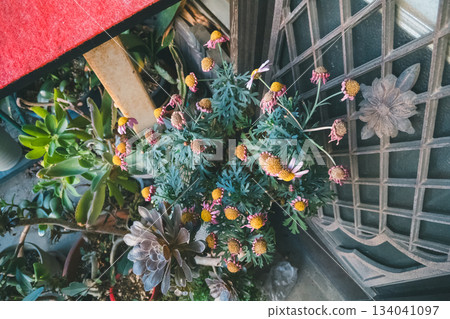 potted plants, potted plant, bloom 134041097
