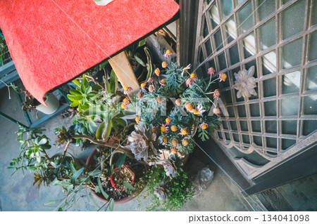 potted plants, potted plant, bloom 134041098
