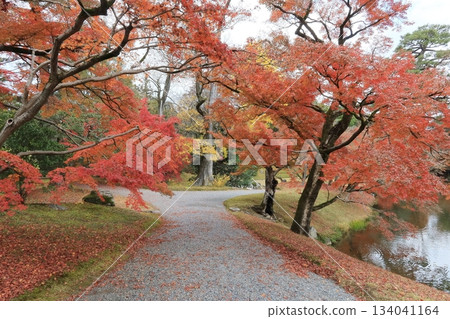 花園小徑兩旁落滿了秋葉。 花園小徑兩旁落滿了秋葉。 134041164