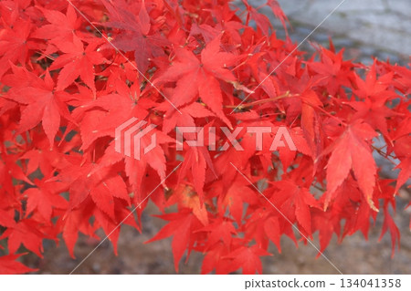 鮮紅色楓樹枝的特寫 134041358