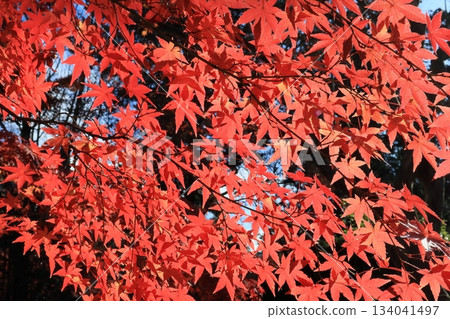 Colorful maple branches Colorful maple branches 134041497