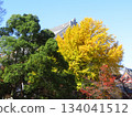Giant autumn leaves of ginkgo tree 134041512