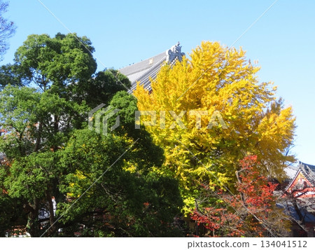 Giant autumn leaves of ginkgo tree Giant autumn leaves of ginkgo tree 134041512