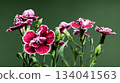 Deep crimson and pink carnation blossoms against a moody green background. 134041563