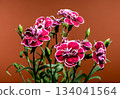 Vibrant crimson and pink carnation flowers on a warm terracotta background 134041564