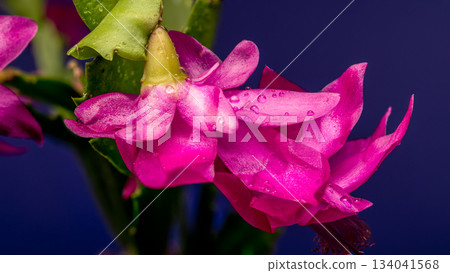Vibrant Magenta Christmas Cactus Bloom with Dew Drops, Macro on Dark Background Vibrant Magenta Christmas Cactus Bloom with Dew Drops, Macro on Dark Background 134041568