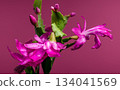 Bright Magenta Christmas Cactus Flower and Buds with Water Drops 134041569