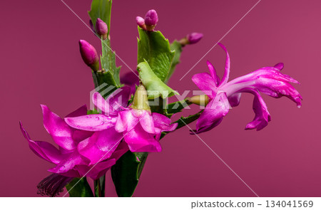 Bright Magenta Christmas Cactus Flower and Buds with Water Drops 134041569
