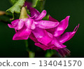Magenta Christmas Cactus Flower Macro on Dark Green 134041570