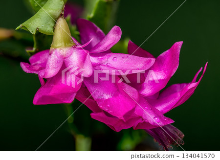 Magenta Christmas Cactus Flower Macro on Dark Green Magenta Christmas Cactus Flower Macro on Dark Green 134041570