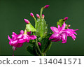 Magenta Christmas Cactus Flower Macro on Dark Green 134041571