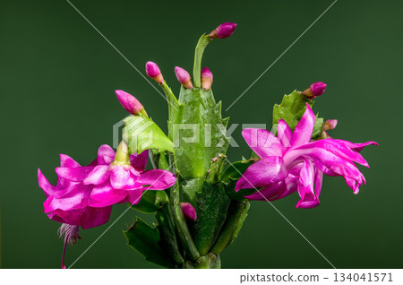 Magenta Christmas Cactus Flower Macro on Dark Green Magenta Christmas Cactus Flower Macro on Dark Green 134041571