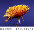 Vibrant Orange Spider Chrysanthemum Flower Against a Deep Blue Backdrop 134041573