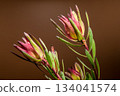 Vibrant Pink and Green Leucadendron Flowers Against Dark Background 134041574