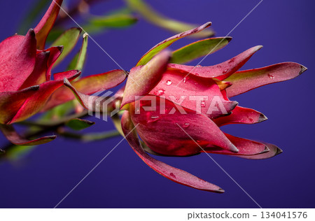 Pink and Green Leucadendron Stems Against a Royal Purple Backdrop 134041576