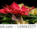 Cream and Red Variegated Poinsettia Holiday Foliage Closeup 134041577