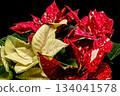 Cream and Red Variegated Poinsettia Holiday Foliage Closeup 134041578