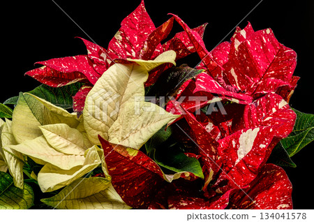 Cream and Red Variegated Poinsettia Holiday Foliage Closeup Cream and Red Variegated Poinsettia Holiday Foliage Closeup 134041578
