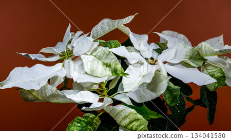 White Poinsettia Bracts Against a Warm Earthy Brown Background 134041580