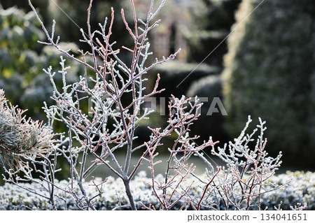 Hoarfrost covers garden bushes and bare branches on a cold winter morning, showcasing fragile ice crystals Hoarfrost covers garden bushes and bare branches on a cold winter morning, showcasing fragile ice crystals 134041651