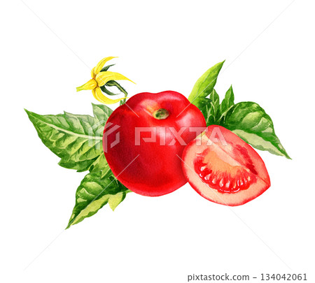 watercolor fresh red ripe tomato, slice, yellow flowers, green leaves, hand drawn illustration of agriculture theme, food sketch of red fruits, vegetables, for healthy lifestyle, white background watercolor fresh red ripe tomato, slice, yellow flowers, green leaves, hand drawn illustration of agriculture theme, food sketch of red fruits, vegetables, for healthy lifestyle, white background 134042061