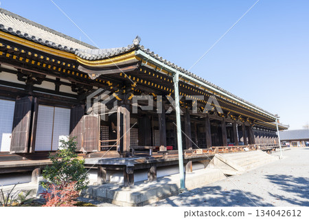 京都府京都市蓮華院（三十三間堂）正殿的深秋景色 134042612