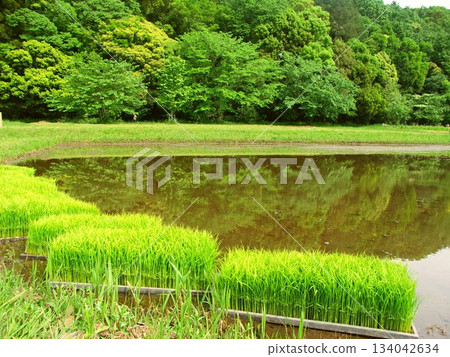 Rice fields and fresh green forest scenery before rice planting in early summer (21st Century Forest Square) Rice fields and fresh green forest scenery before rice planting in early summer (21st Century Forest Square) 134042634