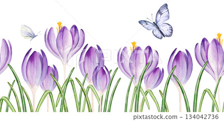 spring flowers grow in green fresh grass, flying butterfly, hand drawn watercolor seamless border with crocuses, green leaves, spring Easter illustration of purple bouquet, party, kitchen decoration spring flowers grow in green fresh grass, flying butterfly, hand drawn watercolor seamless border with crocuses, green leaves, spring Easter illustration of purple bouquet, party, kitchen decoration 134042736
