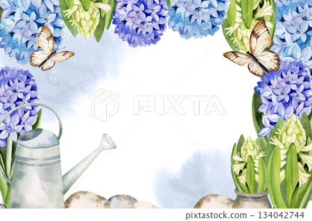 blue and white fresh hyacinths, garden watering can, flying butterflies, hand drawn watercolor frame of spring flowers, Easter illustration of primroses bouquet, horizontal template for decoration blue and white fresh hyacinths, garden watering can, flying butterflies, hand drawn watercolor frame of spring flowers, Easter illustration of primroses bouquet, horizontal template for decoration 134042744