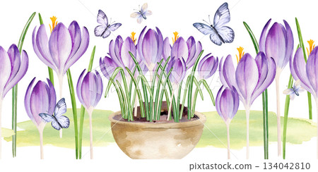 crocuses flowers in ceramic pot, flying butterflies, hand drawn watercolor blue, lilac flowers with green leaves grow in vase, seamless border, spring Easter illustration for party, kitchen decoration 134042810