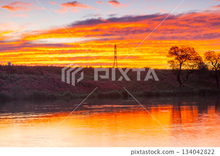 岐阜縣海津市南王町津谷－清晨的陽光灑在津谷川堤岸的水面上，波光粼粼，河岸上盛開著滿岸的紅蜘蛛百合（簇生蜘蛛百合）。 134042822