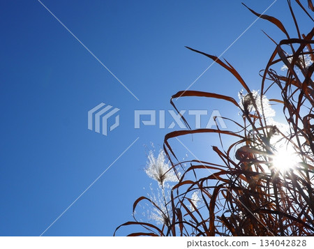 Japanese pampas grass against the blue sky. The blue sky is very pleasant. This image is perfect for copy space. Japanese pampas grass against the blue sky. The blue sky is very pleasant. This image is perfect for copy space. 134042828